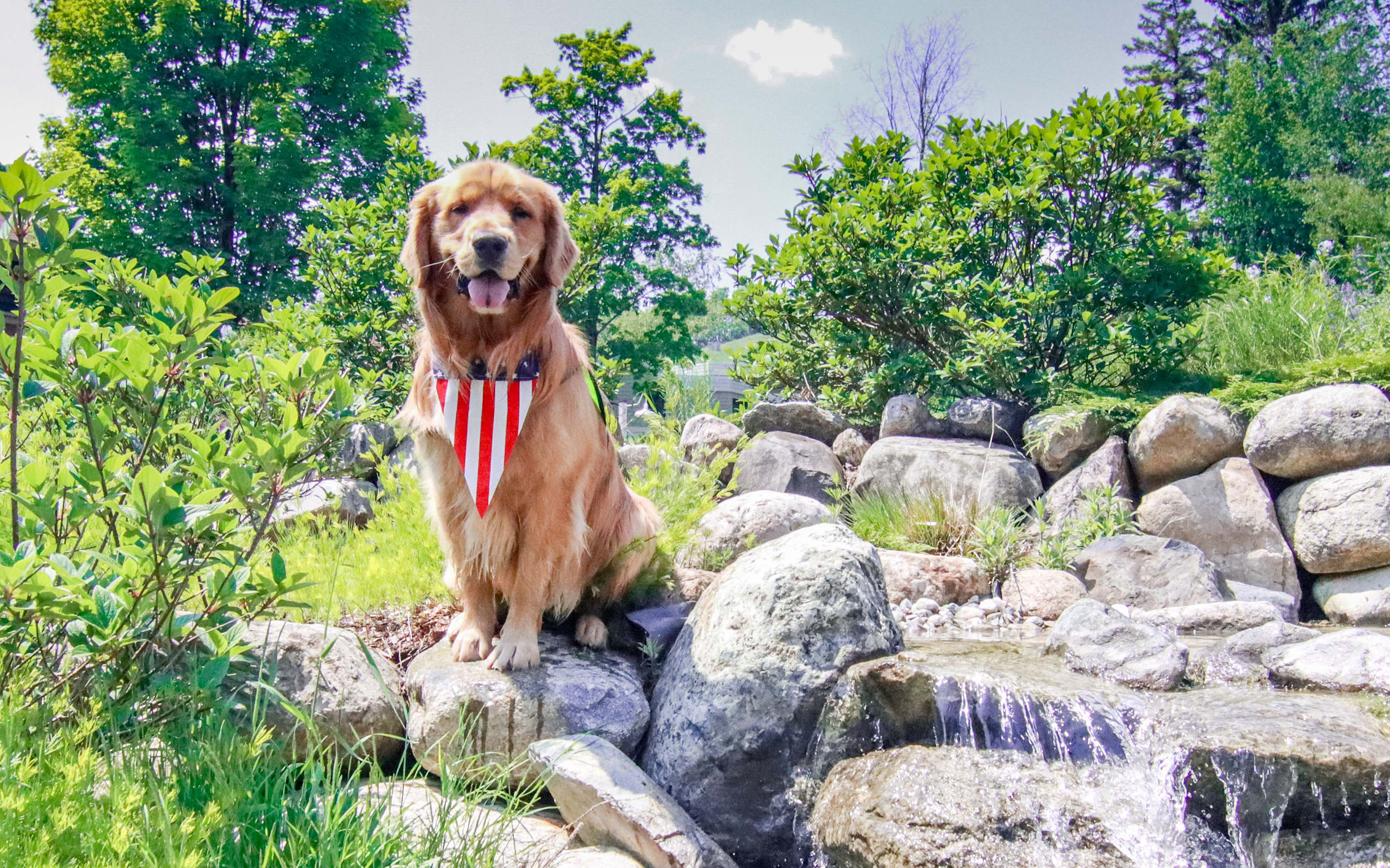 Blue, Resort K9 Ambassador