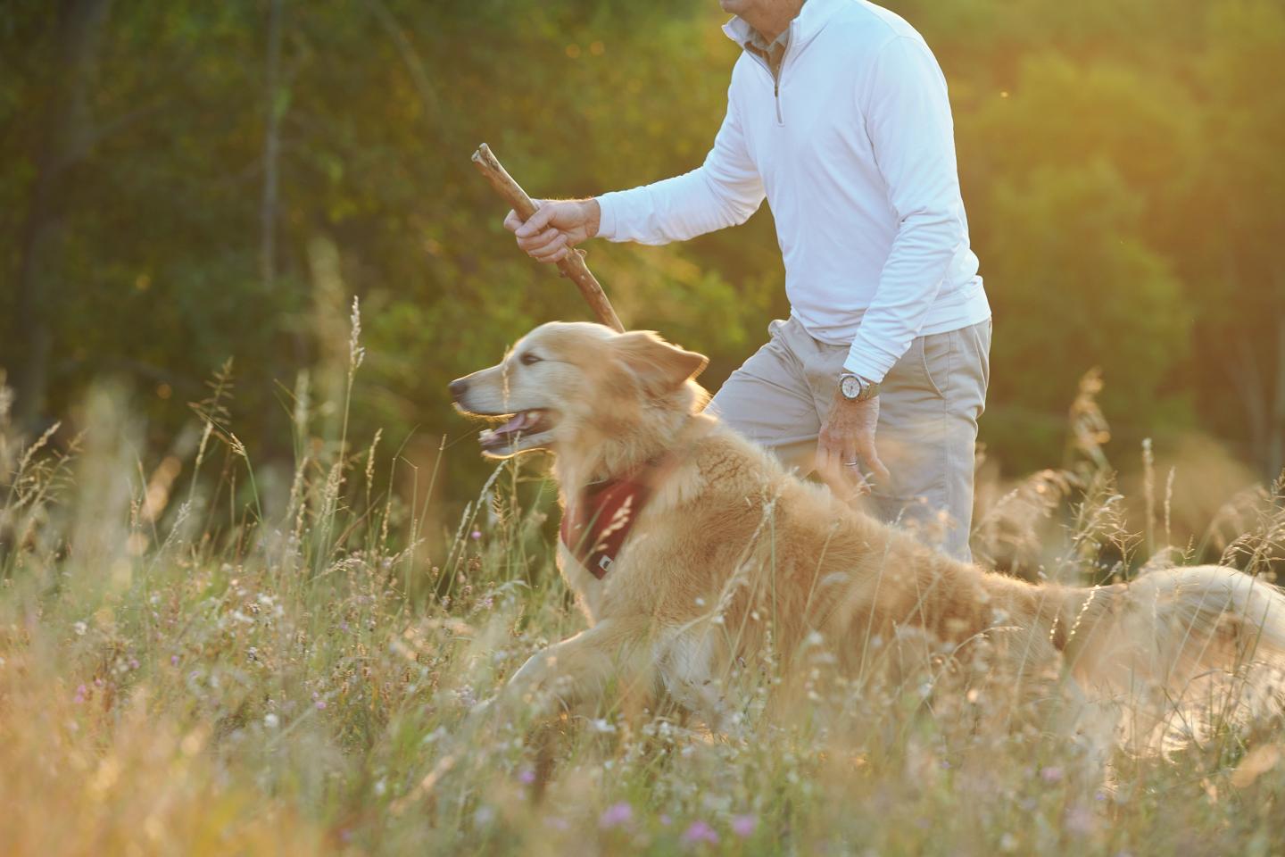 Golden retriever with owner in a sunny field, holding a stick.