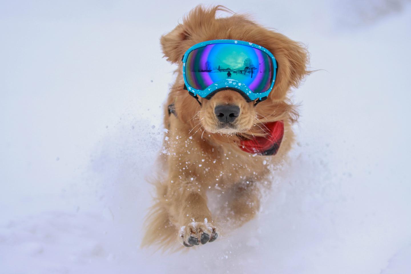 Resort Canine Blue, a Golden retriever wearing blue goggles, running through snow.
