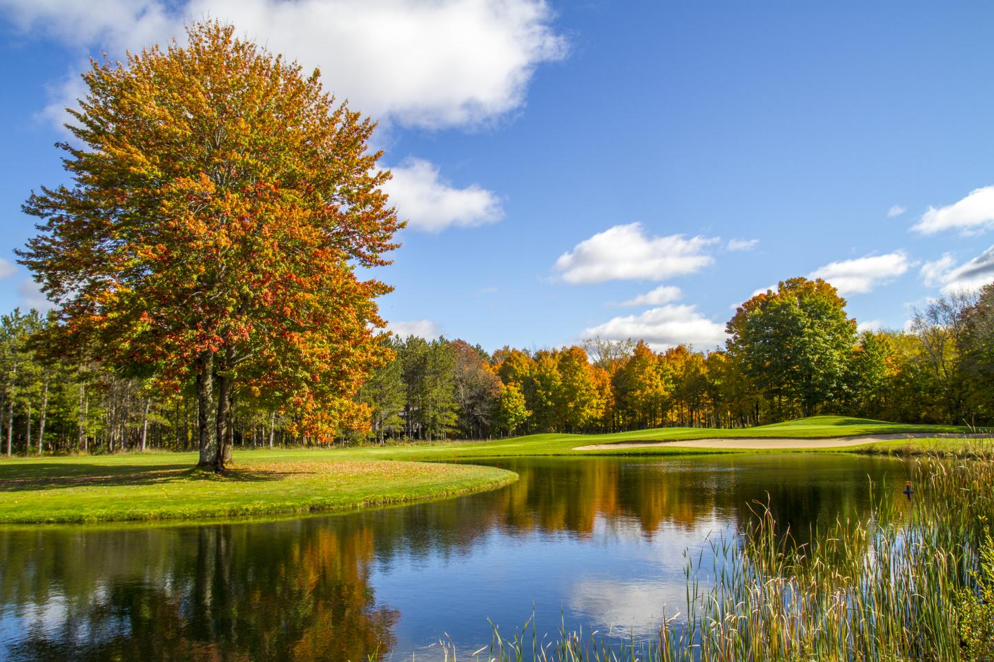 Autumn trees by a calm pond under a clear blue sky.