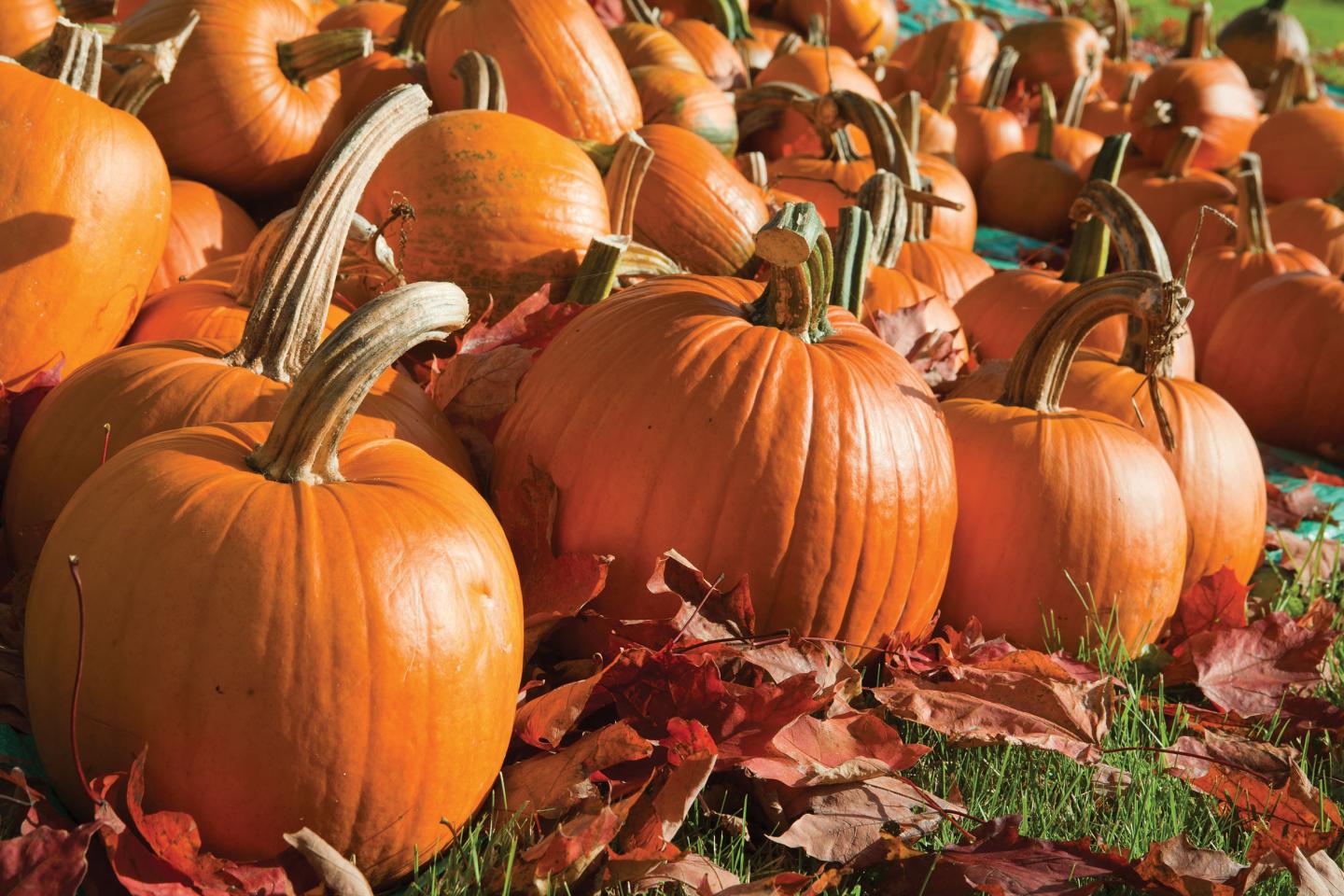 Pumpkins on grass with scattered autumn leaves.
