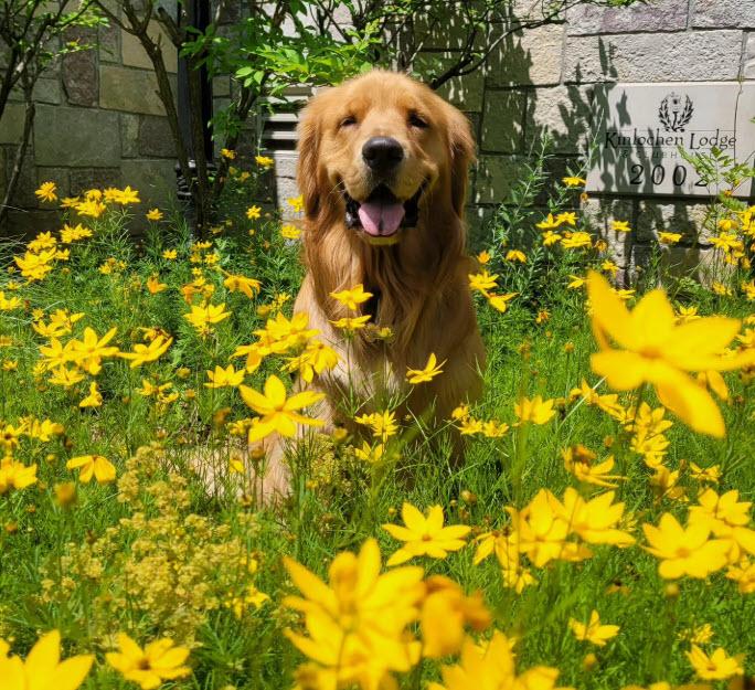 Golden retriever sitting in a field of vibrant yellow flowers.
