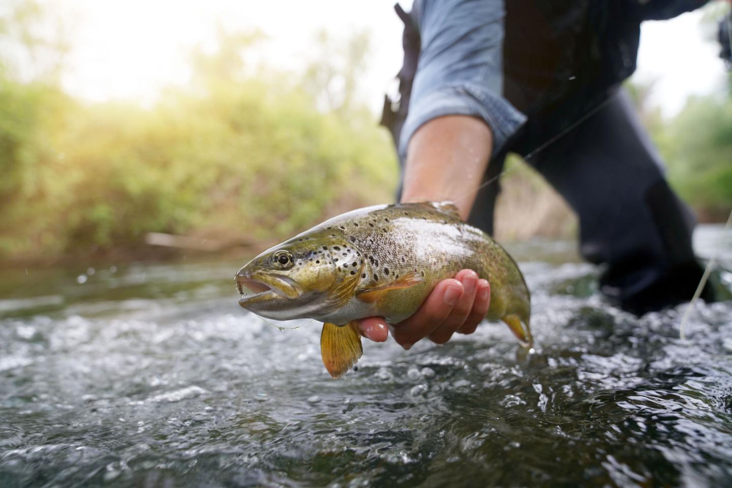 Angler holding a trout over a stream.