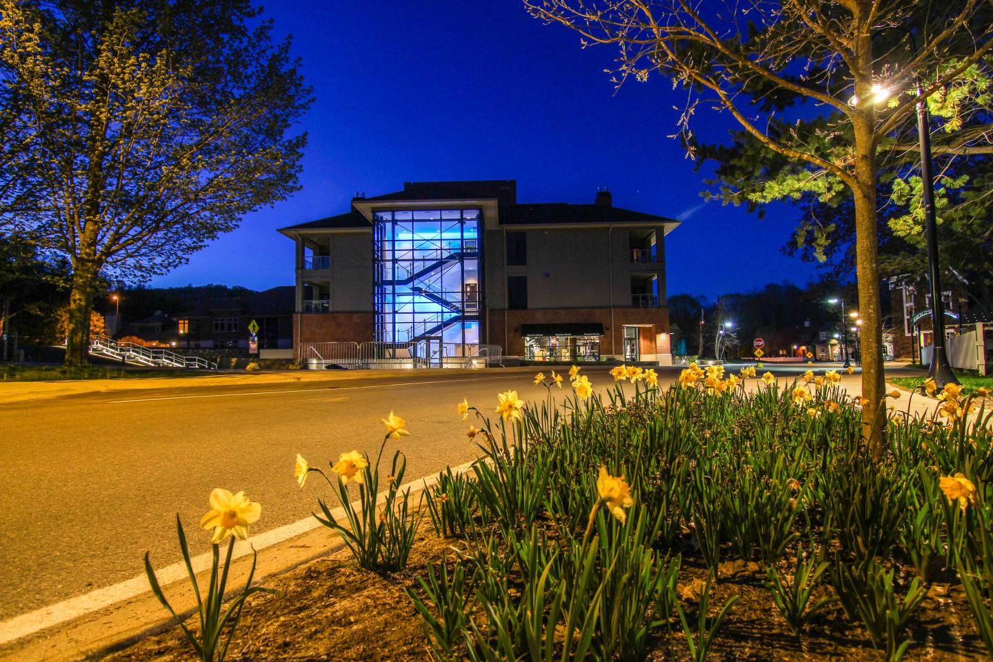 Night street scene with daffodils and a lit building in the background.