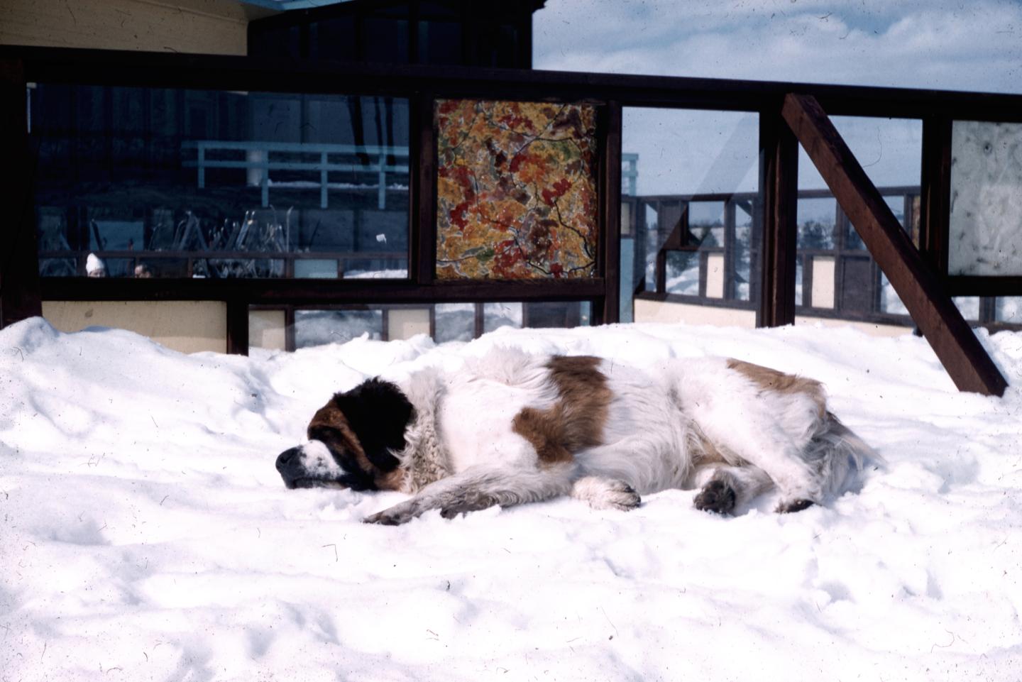 Crystal’s original canine mascot, Chris