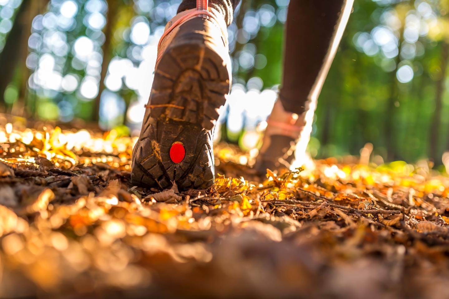 Hiking boots stepping on autumn leaves in a sunlit forest.