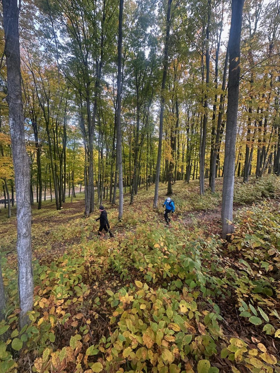 Two people hiking through a forest in autumn with tall trees and fallen leaves.